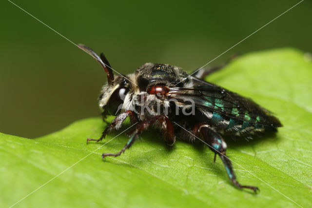 Mesoplia rufipes