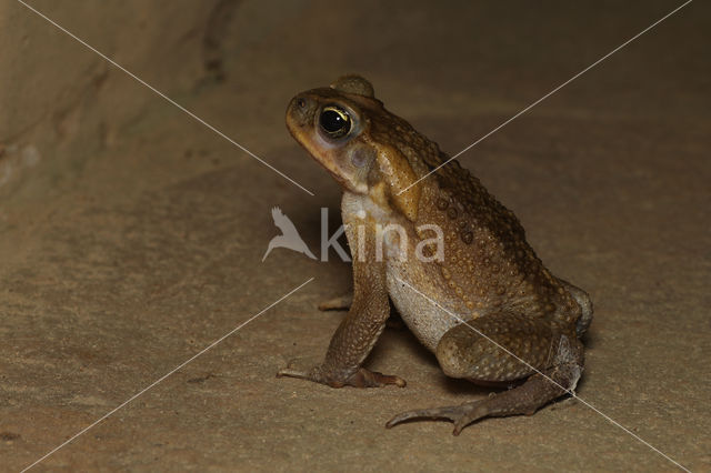 Rhinella poeppigii