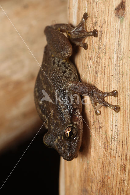 Scinax ruber