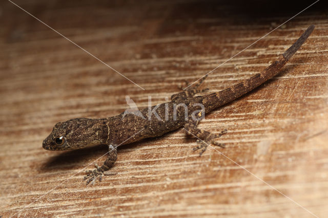 Trinidad gecko (Gonatodes humeralis)