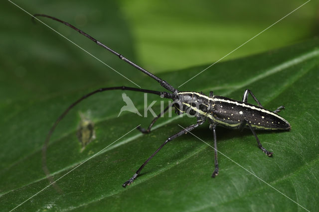 Taeniotes scalatus