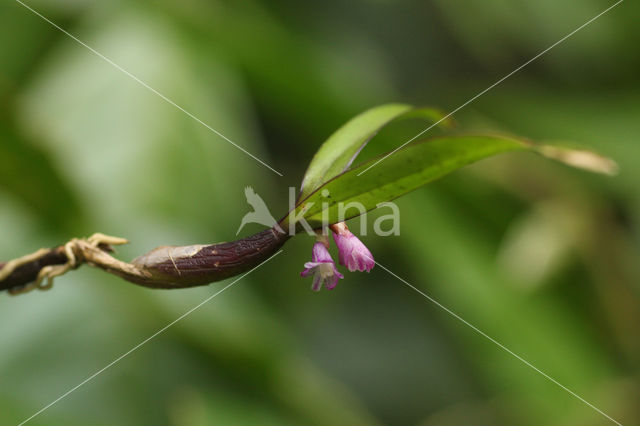 Scaphyglottis violacea