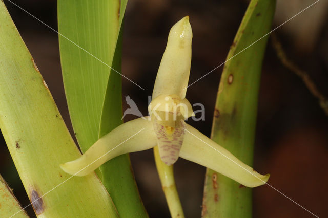 Maxillaria rufescens