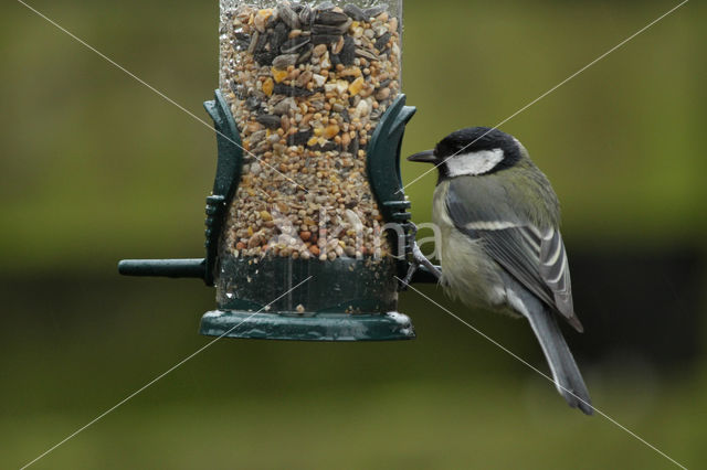 Great Tit (Parus major)