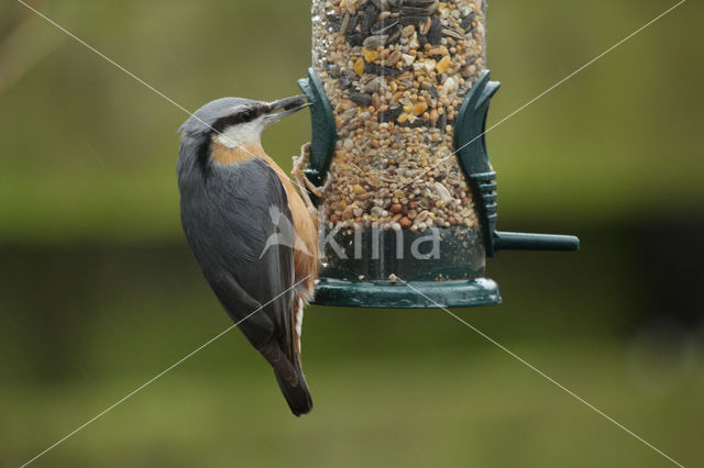 Europese Boomklever (Sitta europaea)