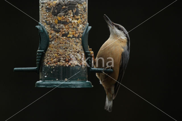 Europese Boomklever (Sitta europaea)