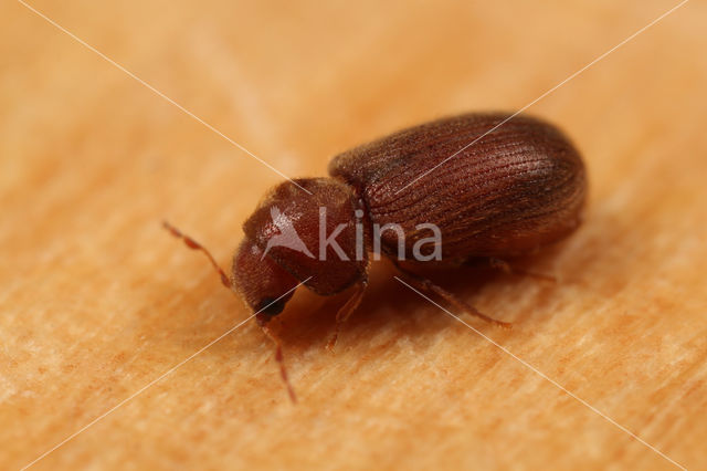 drugstore beetle (Stegobium paniceum)