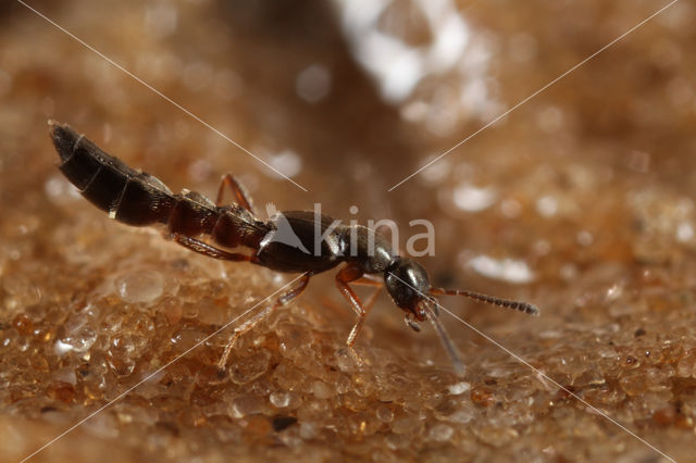 Tachyusa constricta