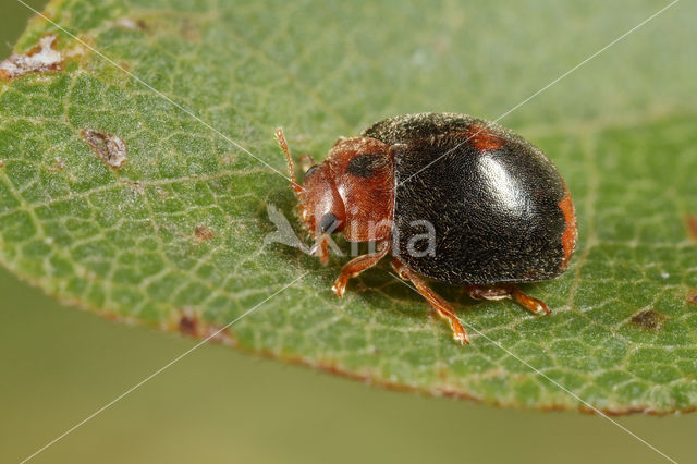 Vierentwintigstippelig lieveheersbeestje (Subcoccinella vigintiquatuorpunctata