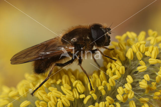 Wilgengitje (Cheilosia grossa)