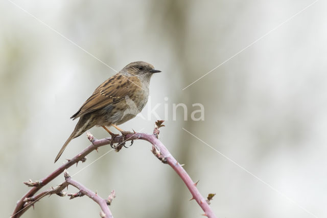 Heggemus (Prunella modularis)