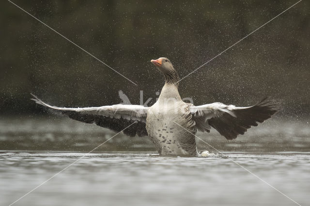 Grey Lag-Goose (Anser anser)