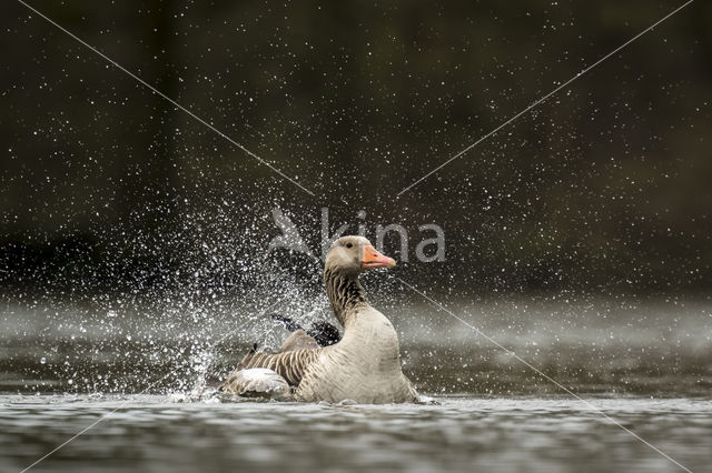 Grauwe Gans (Anser anser)