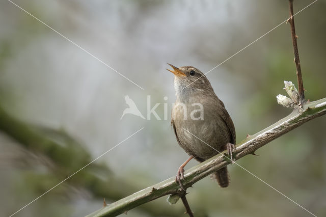 Wren (Troglodytes troglodytes)