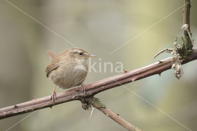 Wren (Troglodytes troglodytes)