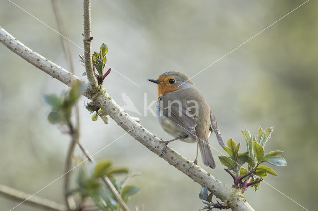 European Robin (Erithacus rubecula)