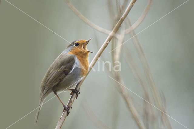 European Robin (Erithacus rubecula)