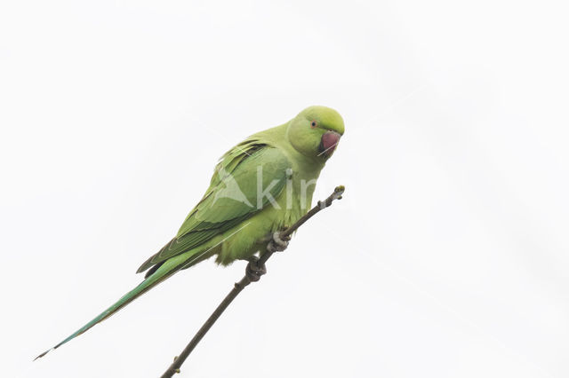 Rose-ringed Parakeet (Psittacula krameri)