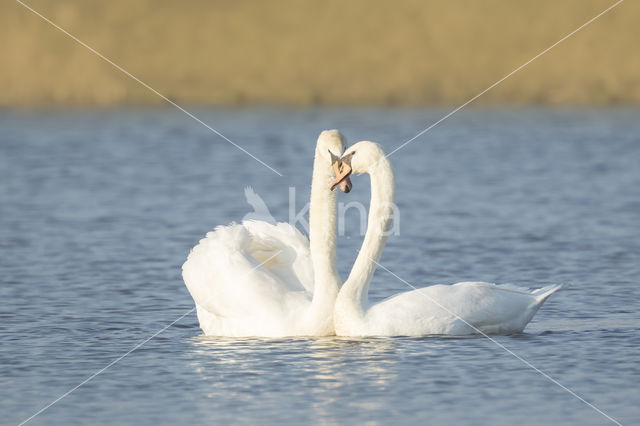 Knobbelzwaan (Cygnus olor)