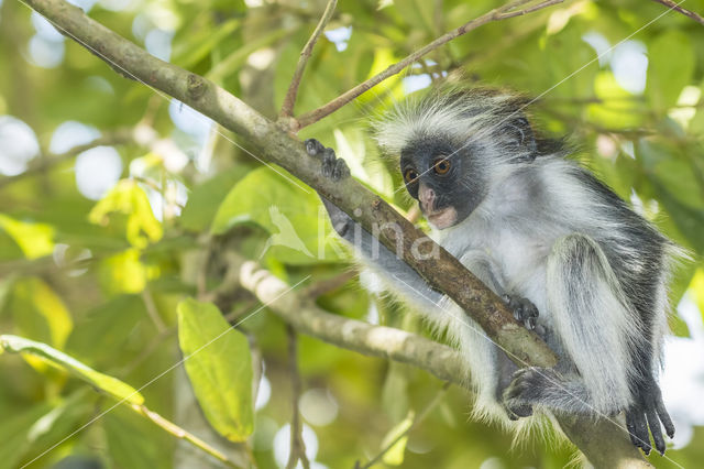 Zanzibar franjeaap (Procolobus kirkii)