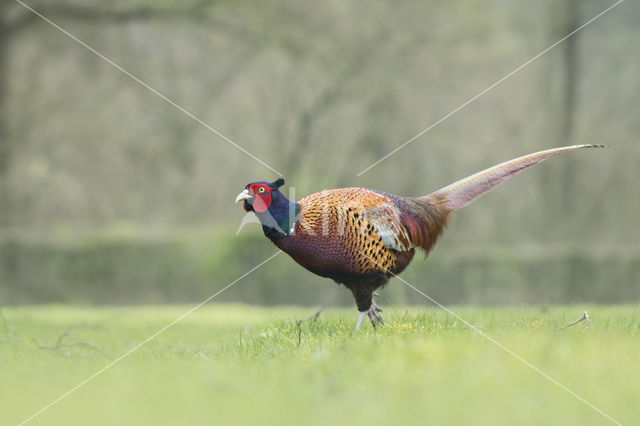 Ring-necked Pheasant (Phasianus colchicus)