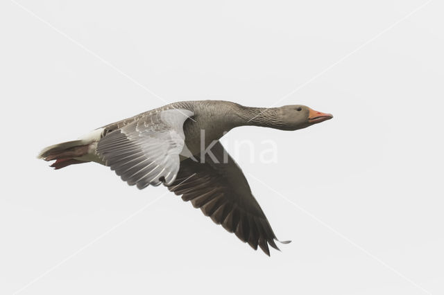 Grey Lag-Goose (Anser anser)