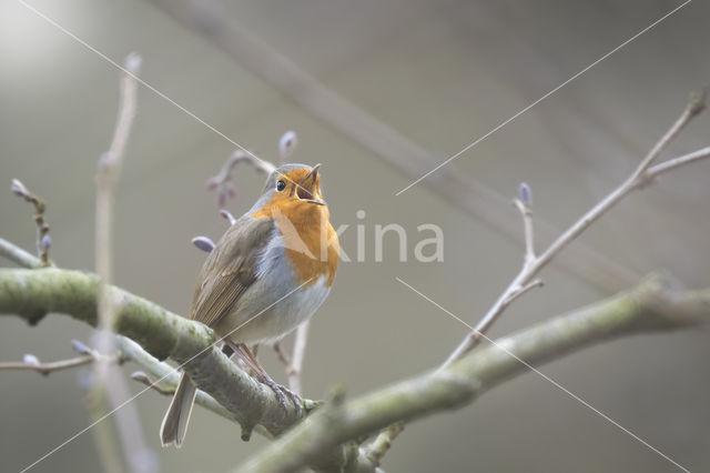 European Robin (Erithacus rubecula)