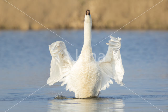 Knobbelzwaan (Cygnus olor)