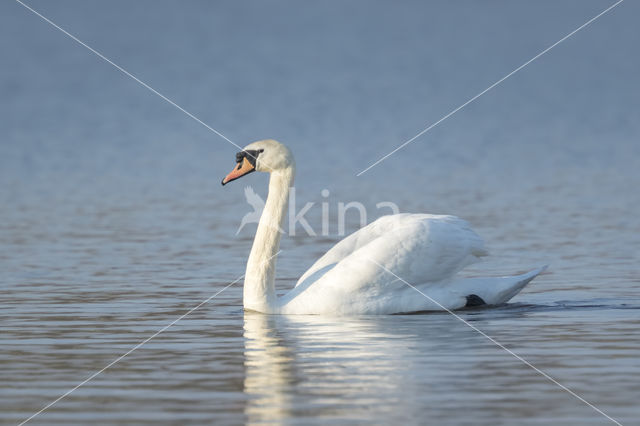 Knobbelzwaan (Cygnus olor)