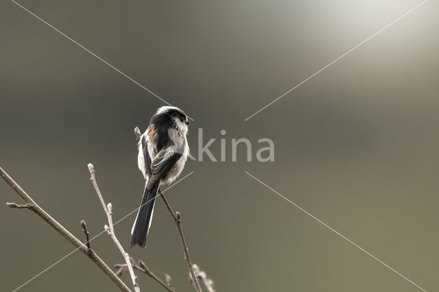 Long-tailed Tit (Aegithalos caudatus)