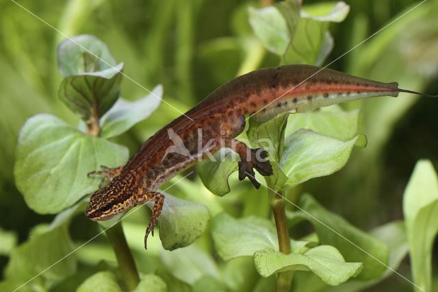 Vinpootsalamander (Lissotriton helveticus)