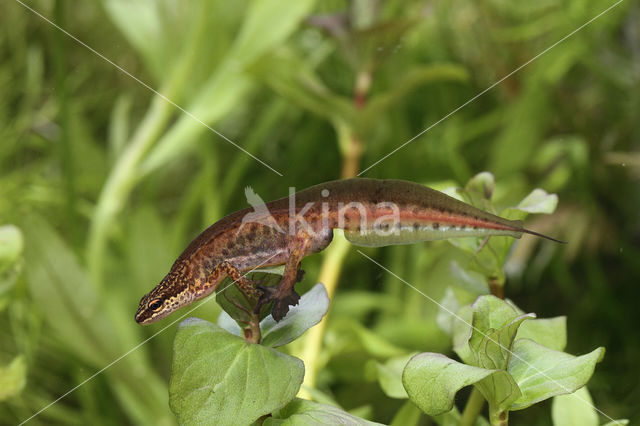 Palmate Newt (Lissotriton helveticus)