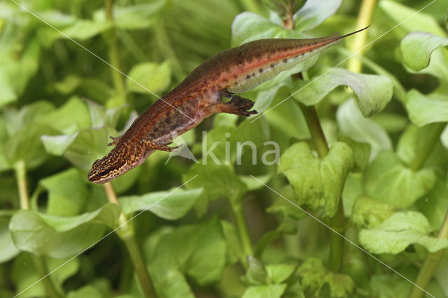 Vinpootsalamander (Lissotriton helveticus)