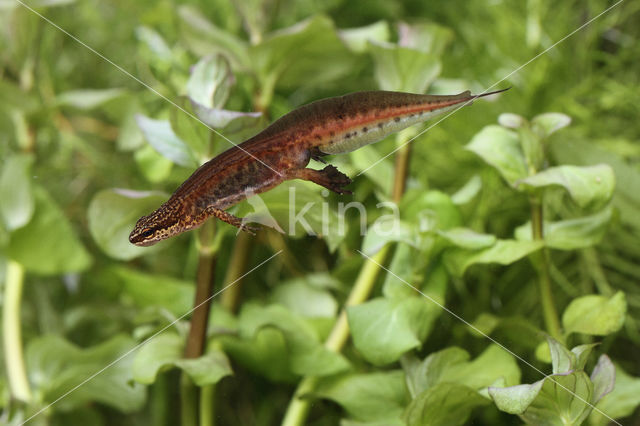 Vinpootsalamander (Lissotriton helveticus)