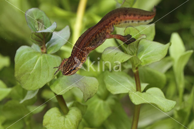 Vinpootsalamander (Lissotriton helveticus)