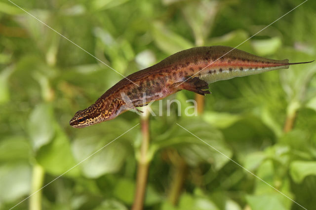 Vinpootsalamander (Lissotriton helveticus)