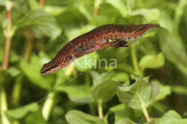 Vinpootsalamander (Lissotriton helveticus)