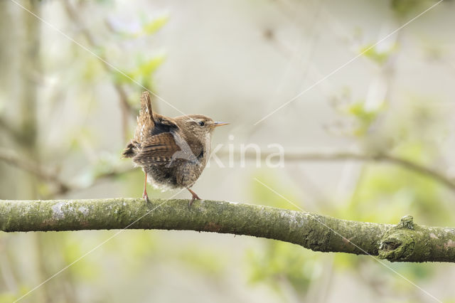 Wren (Troglodytes troglodytes)