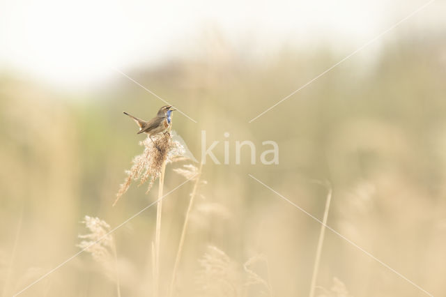 Witgesterde blauwborst