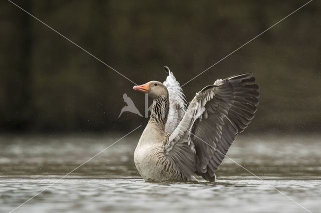 Grey Lag-Goose (Anser anser)