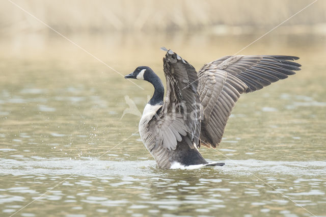 Canada Goose (Branta canadensis)