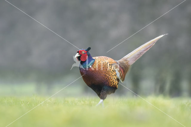 Ring-necked Pheasant (Phasianus colchicus)