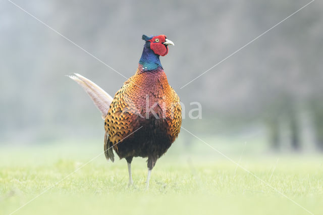 Ring-necked Pheasant (Phasianus colchicus)