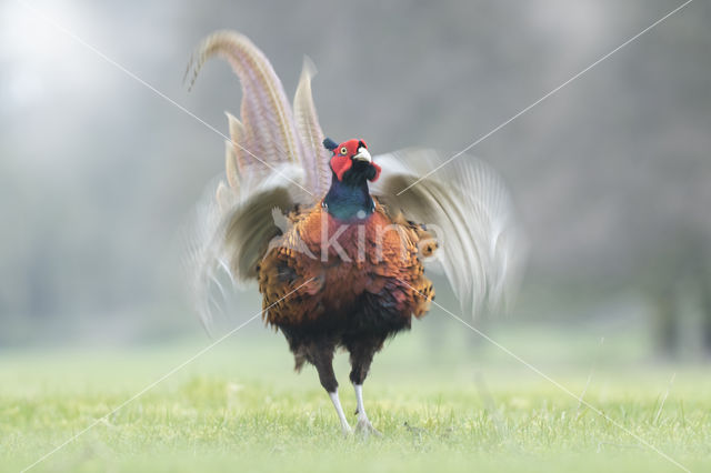 Ring-necked Pheasant (Phasianus colchicus)