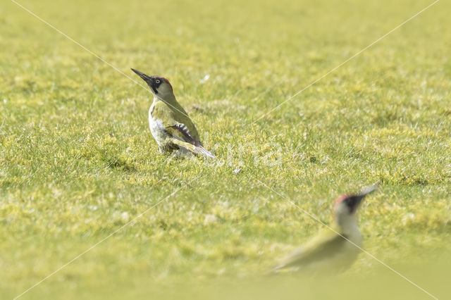 Groene Specht (Picus viridis)