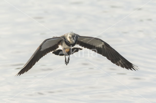 Kievit (Vanellus vanellus)