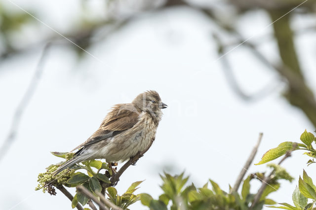 Reed Bunting (Emberiza schoeniclus)