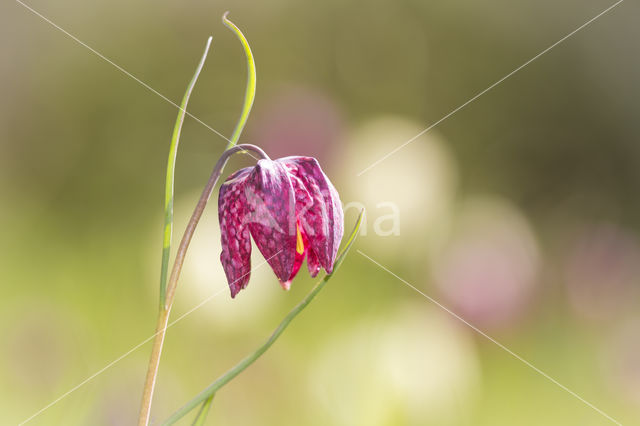 Wilde kievitsbloem (Fritillaria meleagris)