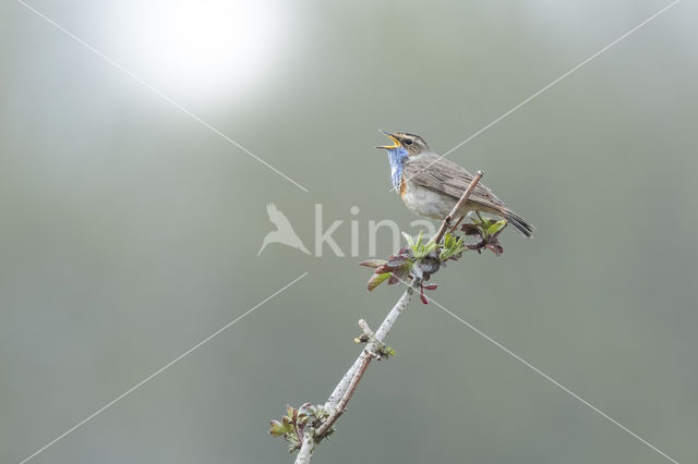 Witgesterde blauwborst