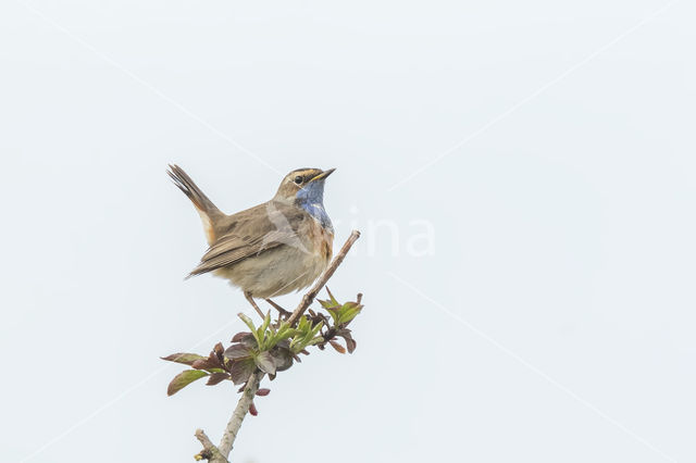 White-spotted Bluethroat (Luscinia svecica cyanecula)